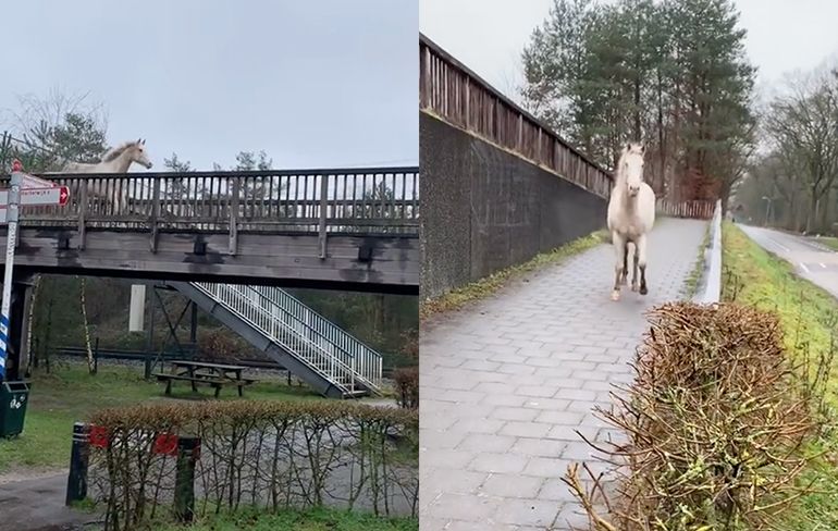 Paard losgeslagen bij Harderwijk