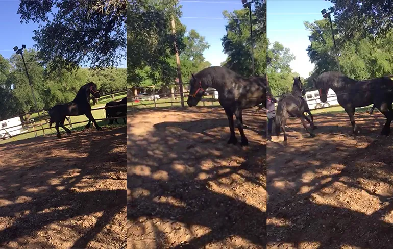 Paard moest dekken, maar is door tik van partner naar eeuwige jachtvelden