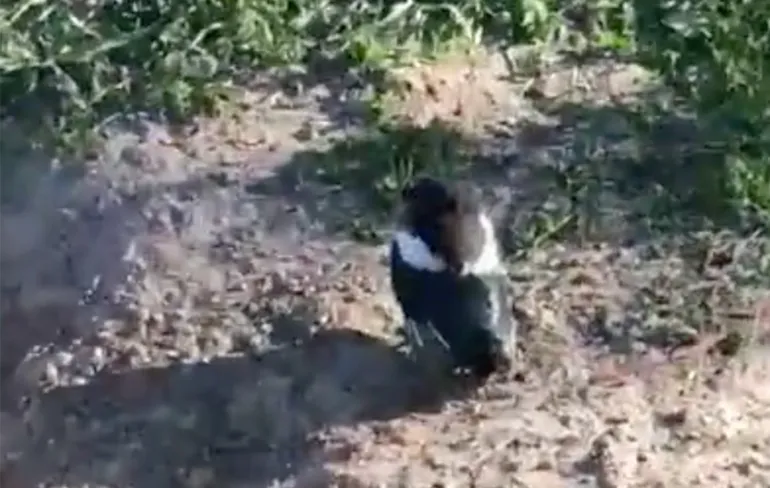 Paardje heeft hekel aan vogel, maar dan echt!