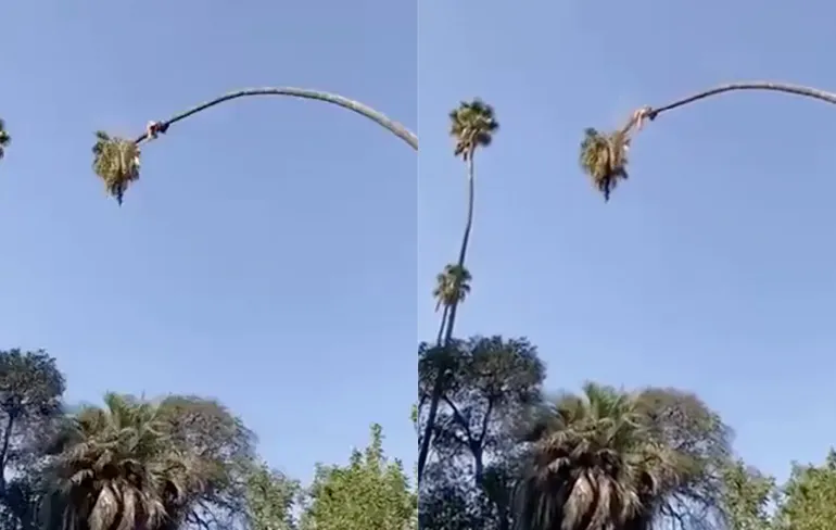 Palmboom wordt gratis pretpark attractie