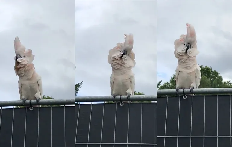 Papegaai geniet van lekkere beats op KARMA Outdoor