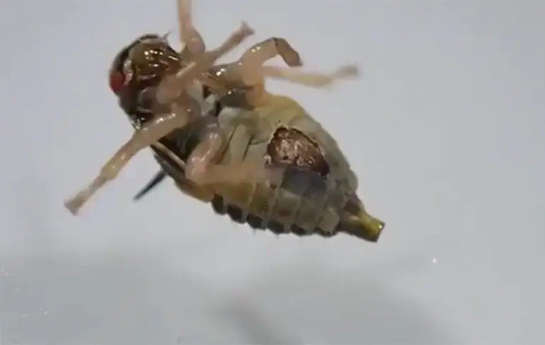 Parasitaire wesp die zijn gastheer verlaat is eng om te zien!