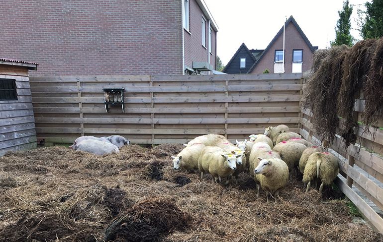 Pasgetrouwd paar in Overijssel krijgt kinderboerderij cadeau van vrienden!
