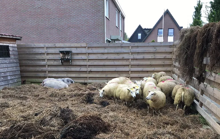 Pasgetrouwd paar in Overijssel krijgt kinderboerderij cadeau van vrienden!