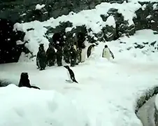 Pinguïn heeft van ander wit poeder gesnoept?