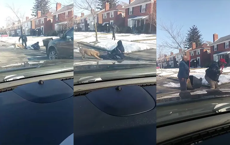 Pitbull heeft postbode te pakken en wil niet meer loslaten