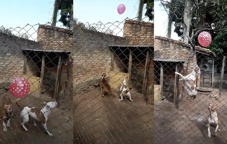 Pitbull puppies spelen met een ballon