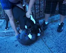 Pitbull zet zijn tanden in veel kleiner hondje