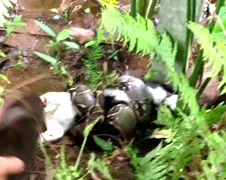 Poes gered van Boa Constrictor