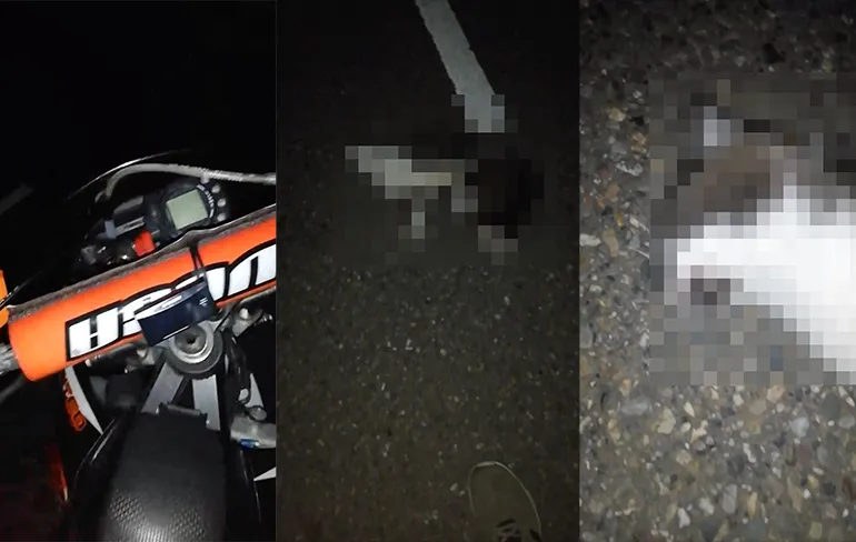 Poezenmoordenaar kan na trotse video beter onderduiken