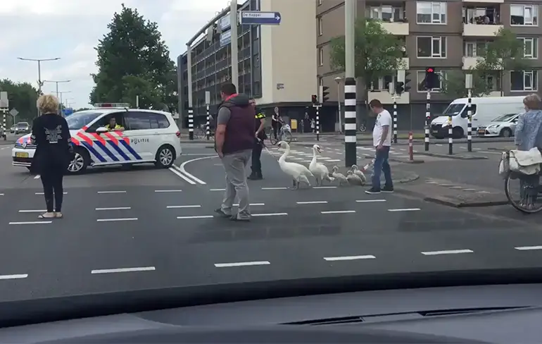 Politie helpt familie zwaan tijdens het oversteken