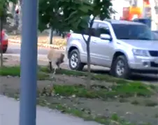 Politie Volgodonsk heeft meerdere kogels nodig voor agressieve hond