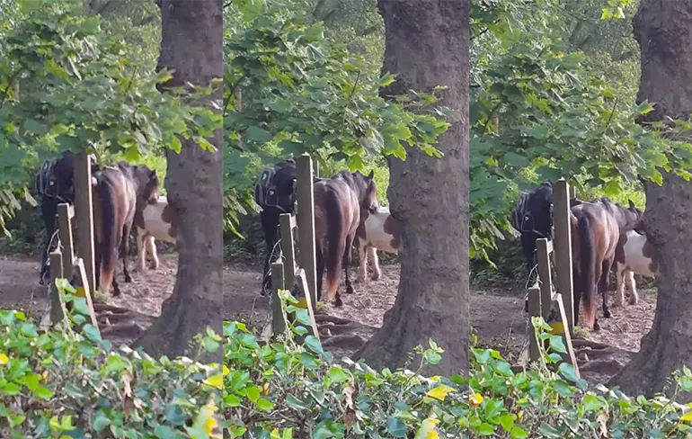 Pony aangerand op klaarlichte dag in Den Haag