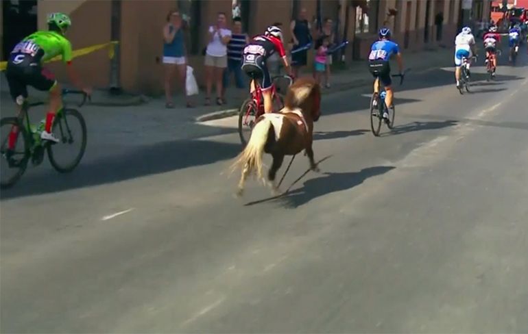 Pony loopt mee in peloton tijdens Ronde van Polen