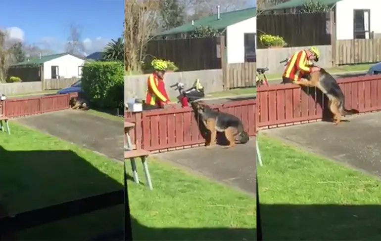 Postbode en hond uit Nieuw-Zeeland zijn beste vrienden