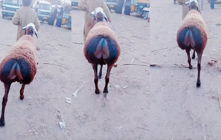 Psssst, heb je weleens een twerkend schaap gezien?