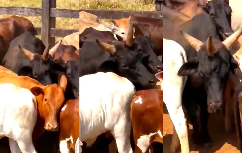 Psssst, weleens een stier met 3 hoorns gezien?