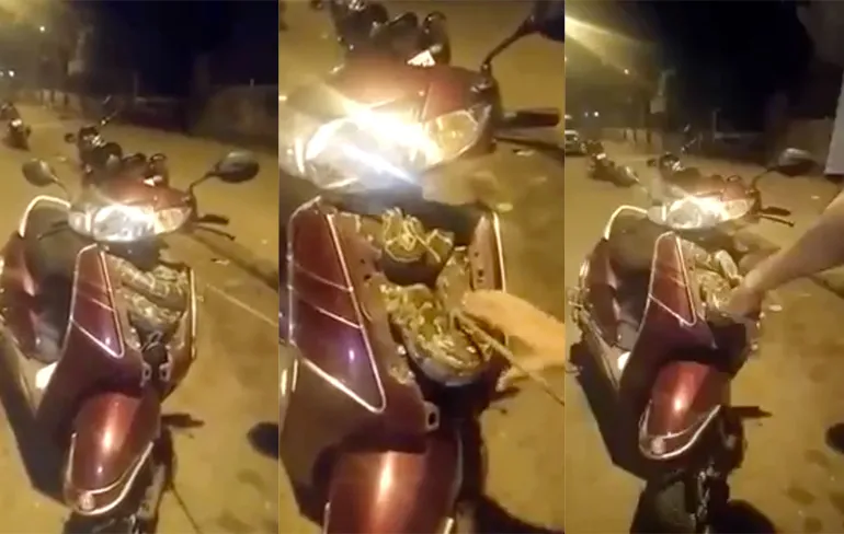 Python van ruim 180 centimeter om scooter gekruld