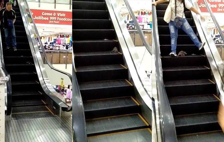 Rat maakt mensen bang op roltrap in winkelcentrum in Manilla