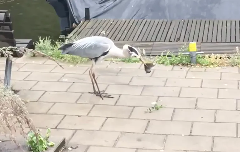 Reiger in Amsterdam heeft tegenstribbelende rat op het menu staan