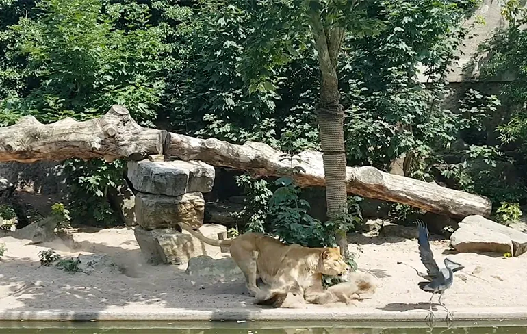 Reiger maakte kleine vergissing door in leeuwenverblijf te landen... Hap!
