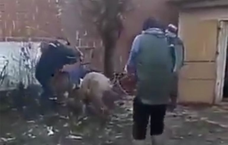 Roemeense boertjes proberen een varken te elektrocuteren