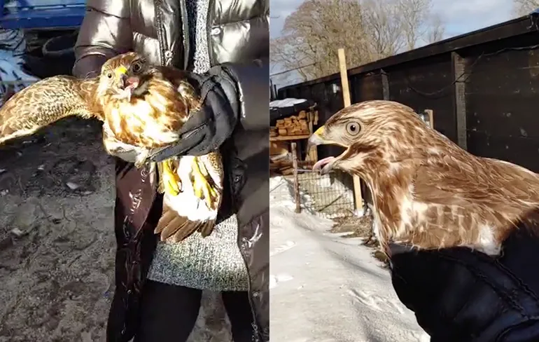 Roofvogel gesnapt bij de kippen wordt weer vrijgelaten