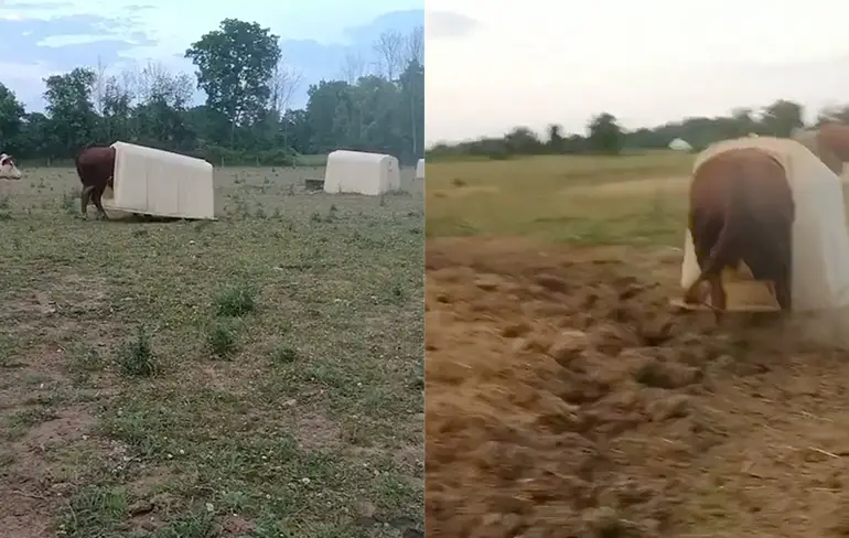 Rund is nog niet helemaal thuis in zijn nieuwe omgeving