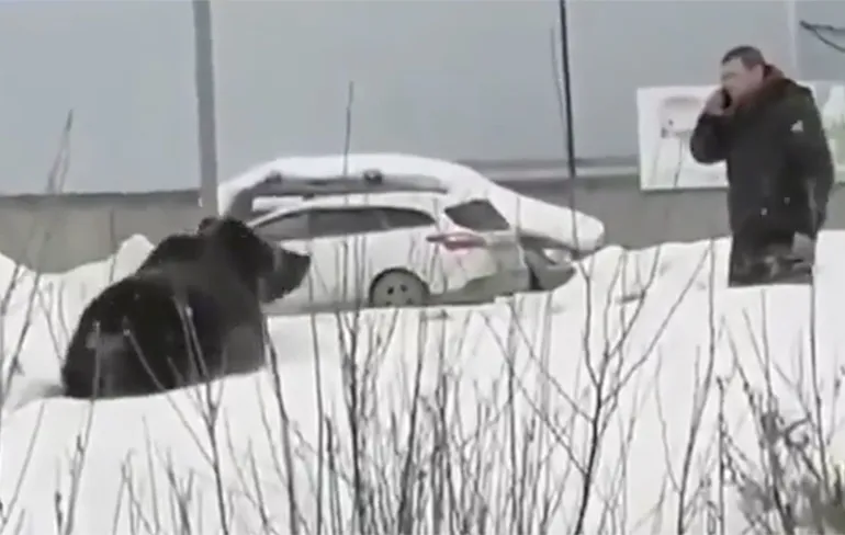 Rus blijft gewoon bellen met beer in de buurt