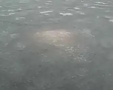 Rusland heeft eigen Monster van Loch Ness