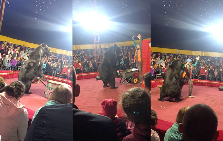 Russische circusbeer is zijn trainer zat en valt hem aan