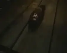 Russische trein kan beer niet meer ontwijken...
