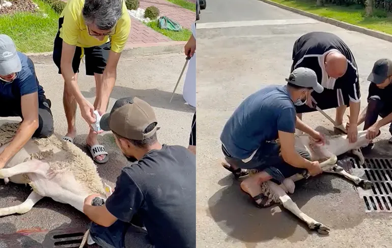 Schaap gaat er vandoor tijdens offerfeest