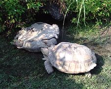Schildpad helpt zijn buddy weer op de juiste kant
