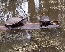 Schildpad verpest het voor andere schildpad...