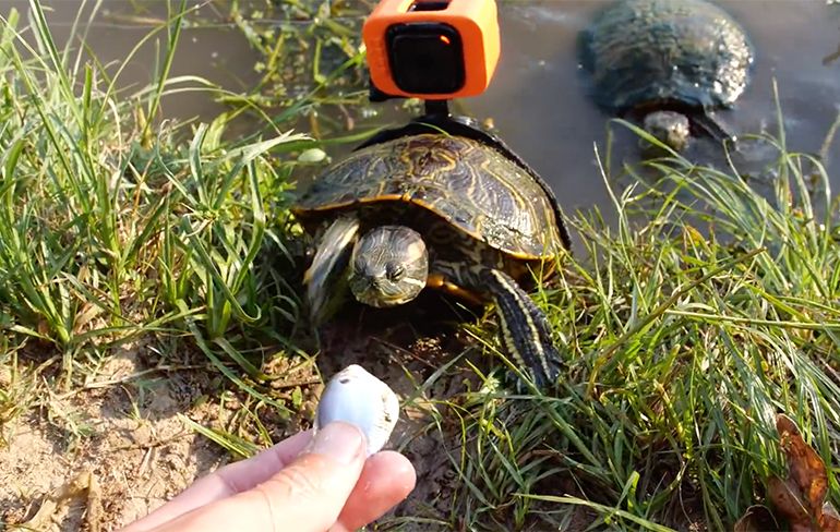 Schildpad voorzien van een GoPro