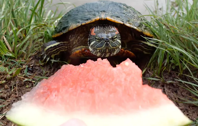 Schildpadden die watermeloen eten is vermakelijk om naar te kijken