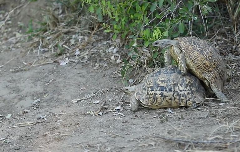 Schildpadden kiezen gevaarlijke plek uit om potje te hompiekurken