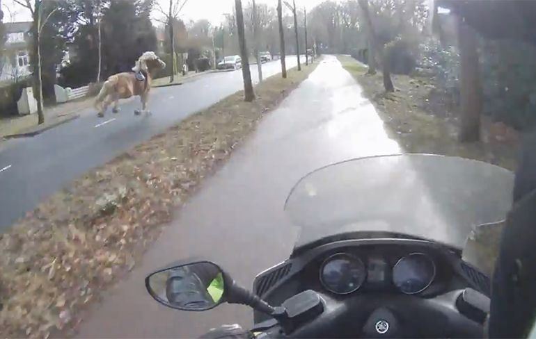 Scooterrijder helpt mee met vangen losgeslagen paard in Wassenaar