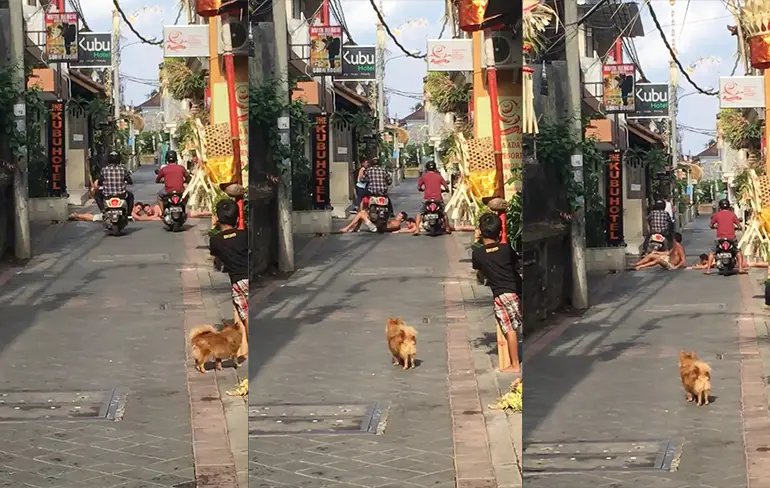 Scooterrijder op Bali heeft geen zin in stomdronken toeristen