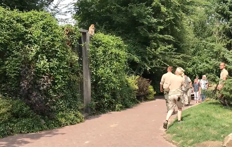 Sensatie in GaiaZOO Kerkrade: 3 apen ontsnapt uit nieuw apenverblijf