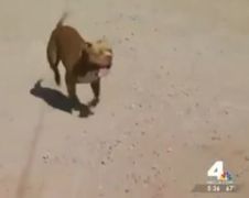 Sheriff schiet hond, raakt zichzelf