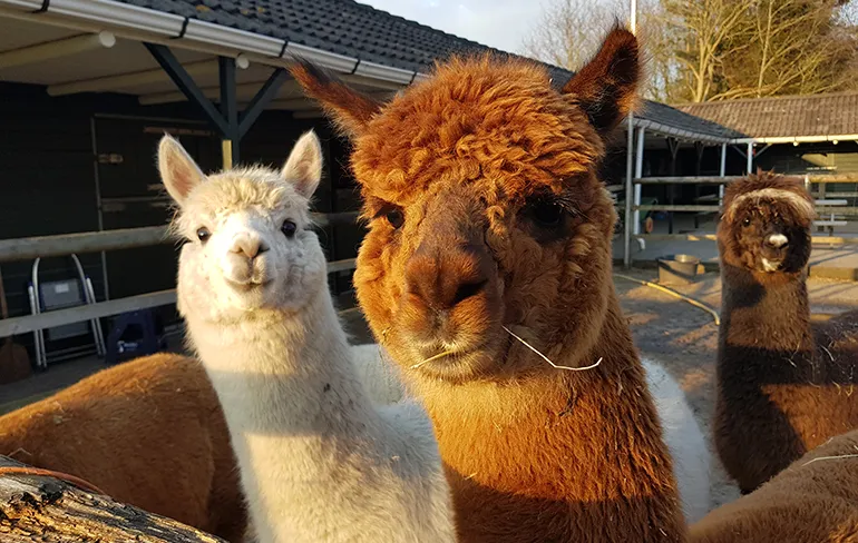 Shut Up, dit wil ik winnen: Slapen tussen Alpaca's