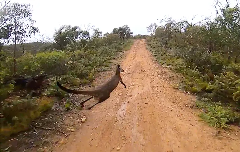 Skippy in Australië maakt kennis met een Dirt Bike Rider