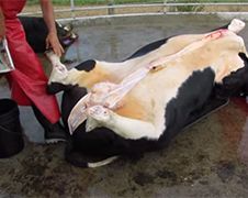 Slager laat zien hoe je koe klaar maakt