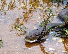 Slang eet eventjes volledige krokodil op