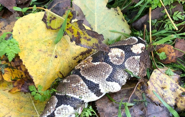 Slang in Almere heeft verloren van een grasmaaier