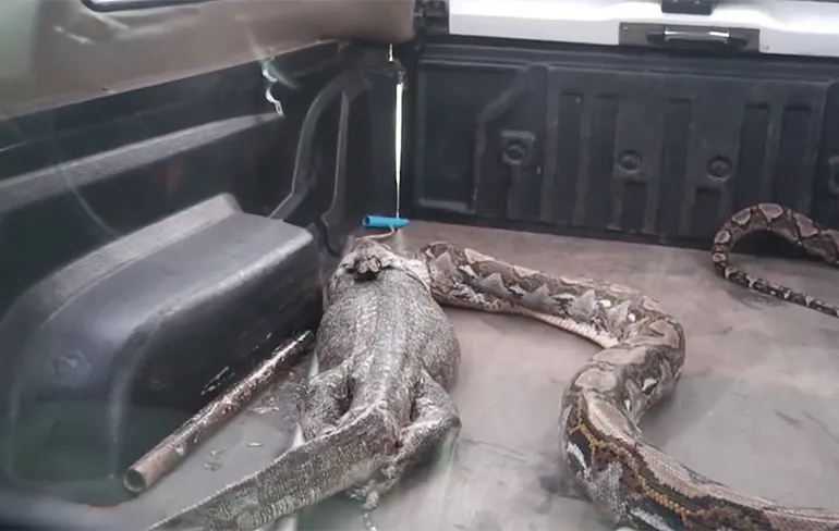 Slang kotst grote hagedis uit in Thailand