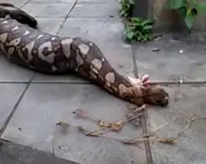 Slang kotst hele hond uit...