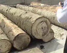 Smokkelaars smokkelen 100.000 pakjes sigaretten in bomen